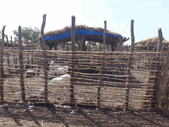 Antenne des Productions et Industrie Animales de Kourémalé - Mali